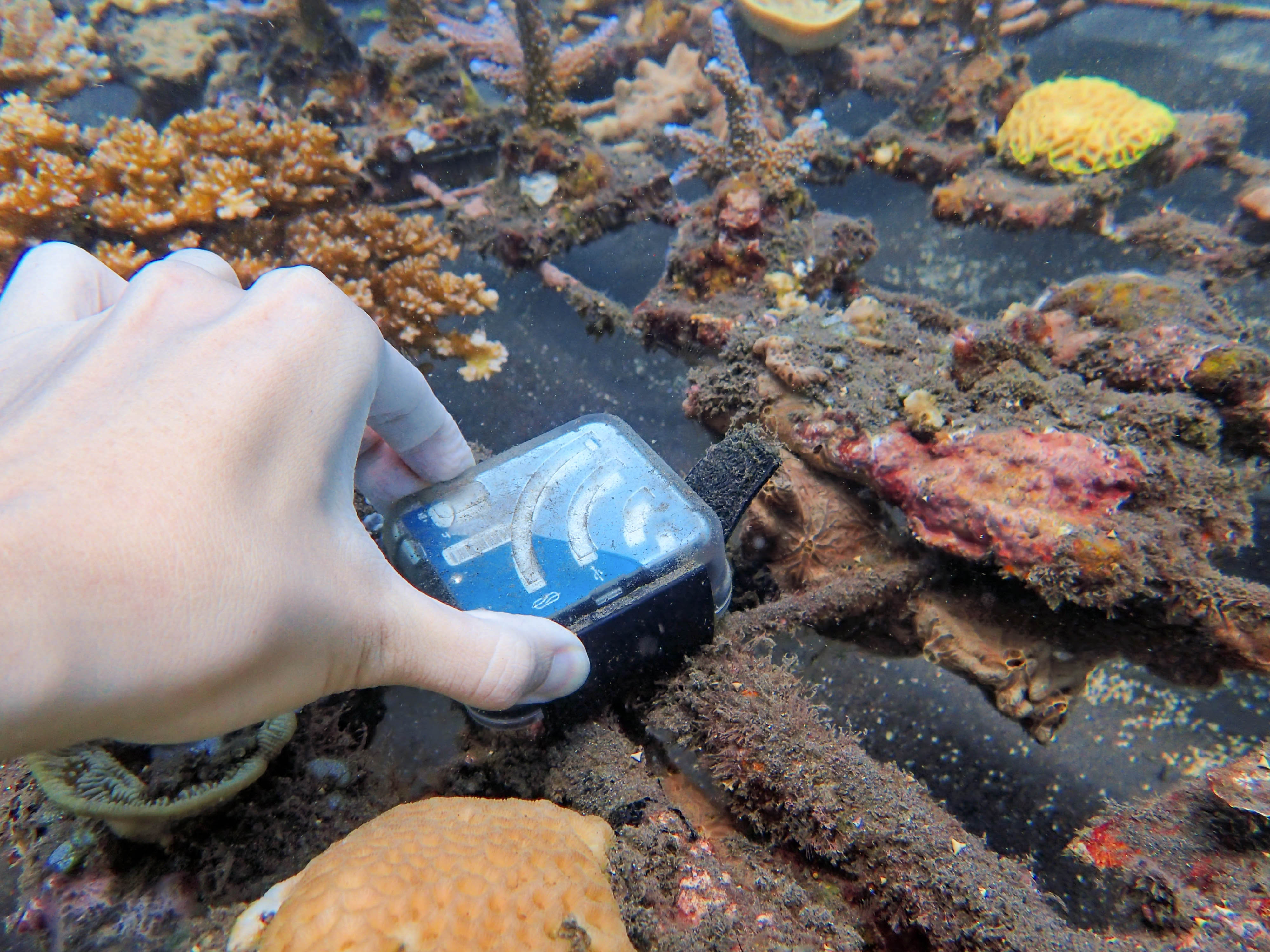 Digital Naturalisms Conference